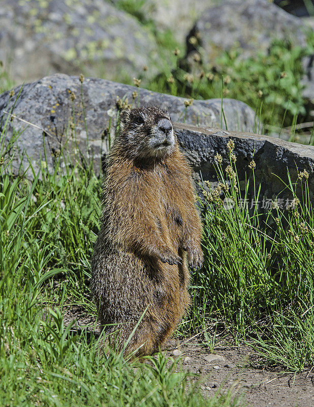 胆小的土拨鼠;Marmota flaviventris;在怀俄明州的黄石国家公园。